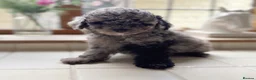 Toy Poodle dogs for sale: Exceptional KC Registered Toy Poodle Puppies - Advert 12
