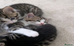 Mixed Breed cats for sale: Kittens looking for a loving home! - Image 4