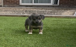 Jack Russell dogs for sale: READY NOW - QUALITY BLUE JR MINIATURE GIRL - Image 10