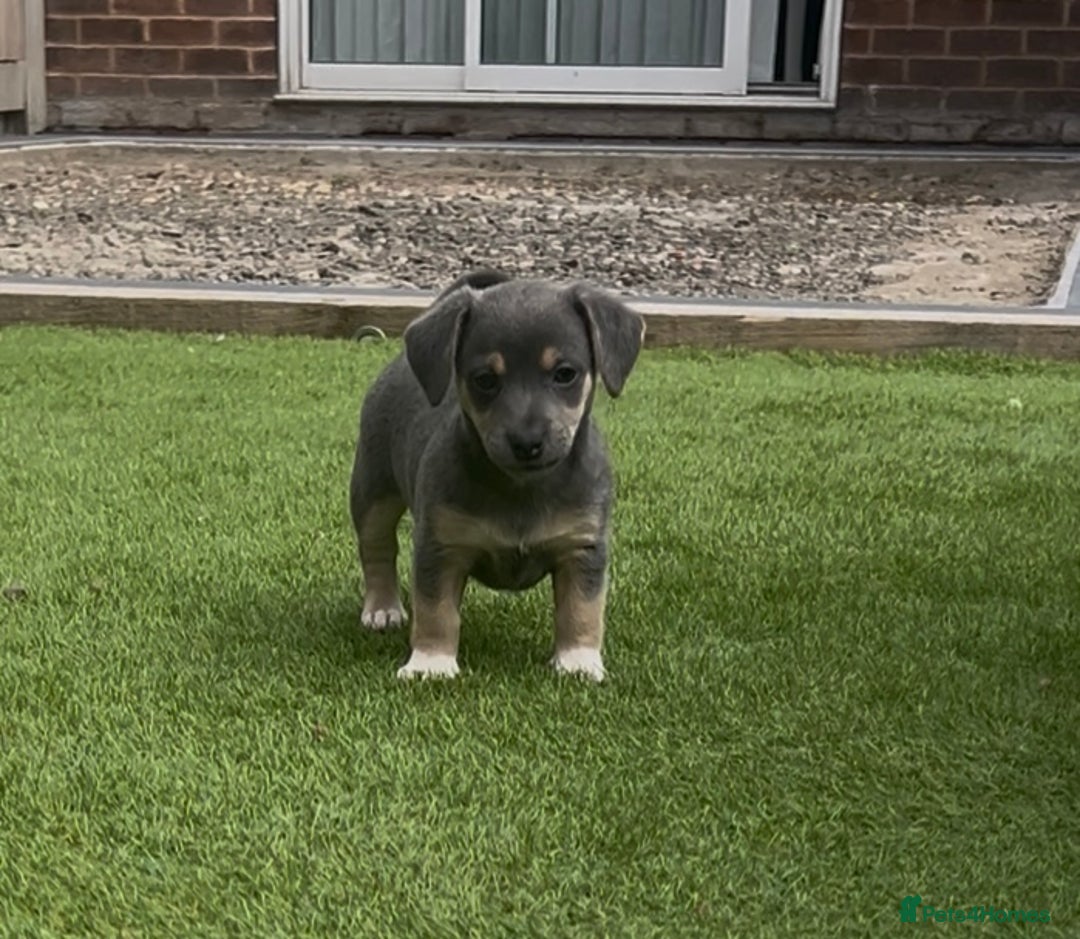 Jack Russell dogs for sale: READY NOW - QUALITY BLUE JR MINIATURE GIRL - Image 10