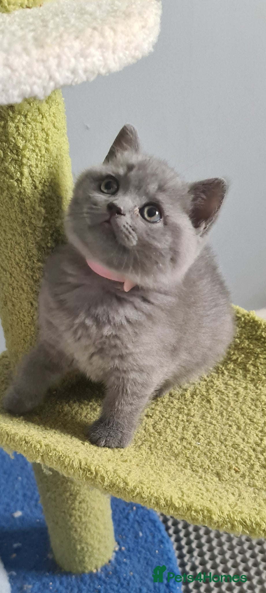 British Shorthair cats British Shorthair kittens  - Advert 1