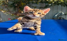 Keetso cats for sale: Stunning golden keetsos  - Image 15