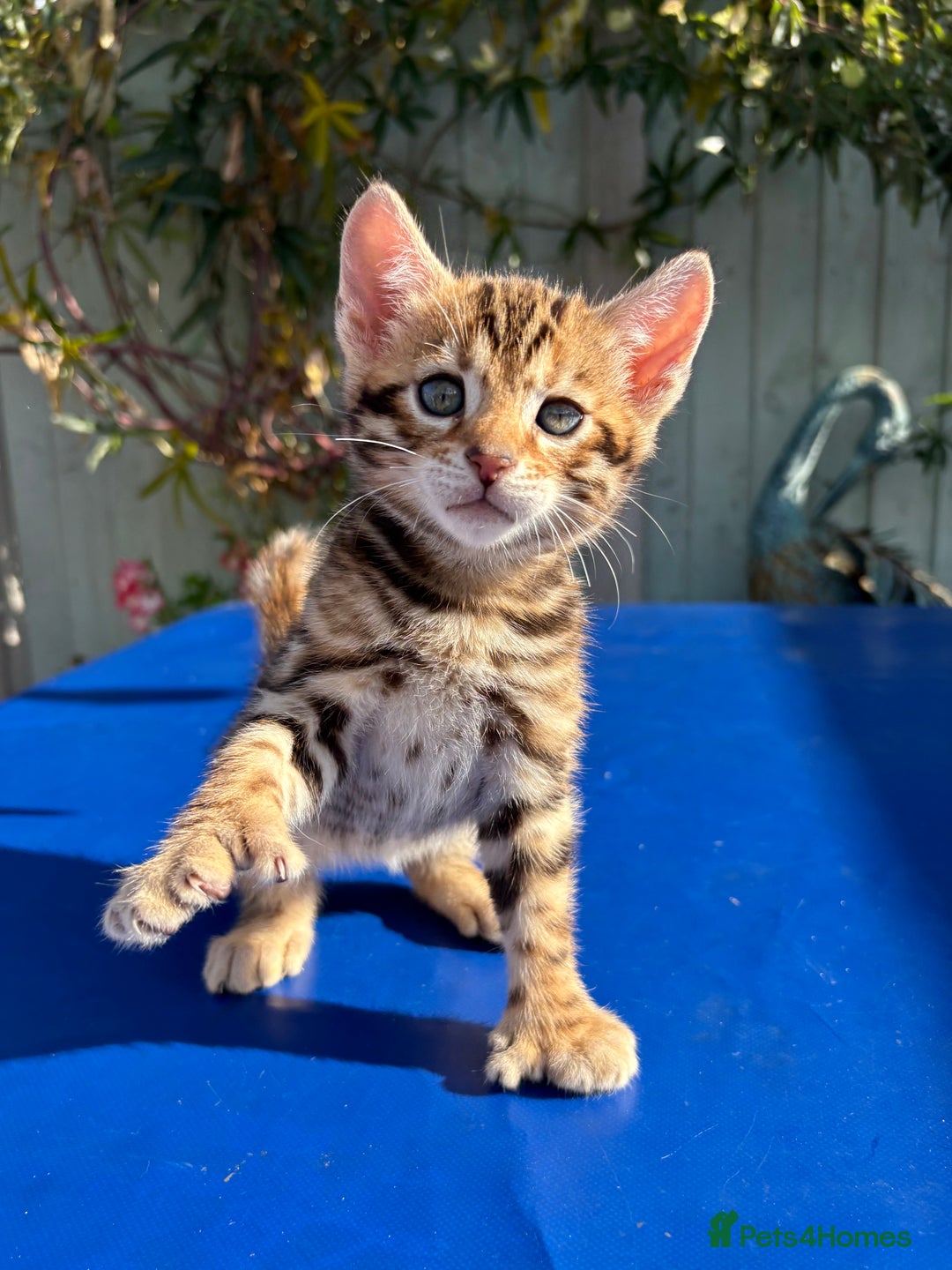 Keetso cats for sale: Stunning golden keetsos  - Image 15
