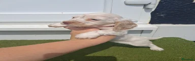 Cocker Spaniel 6