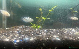 Other/Mixed Breed fish for sale: Polar ice parrots  - Image 4