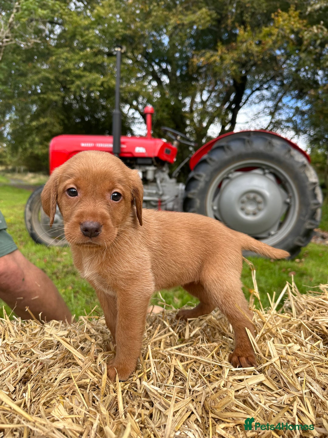 Labrador Retriever dogs for sale: Labrador retriever puppies for sale  - Image 14