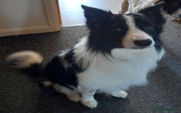 Border Collie dogs for sale: Border Collies for sale - Image 10