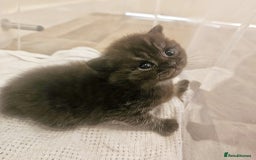 British Shorthair cats for sale: 2x british short hair kittens for sale - Image 11