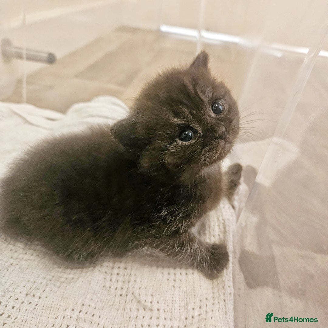 British Shorthair cats for sale: 2x british short hair kittens for sale - Image 11