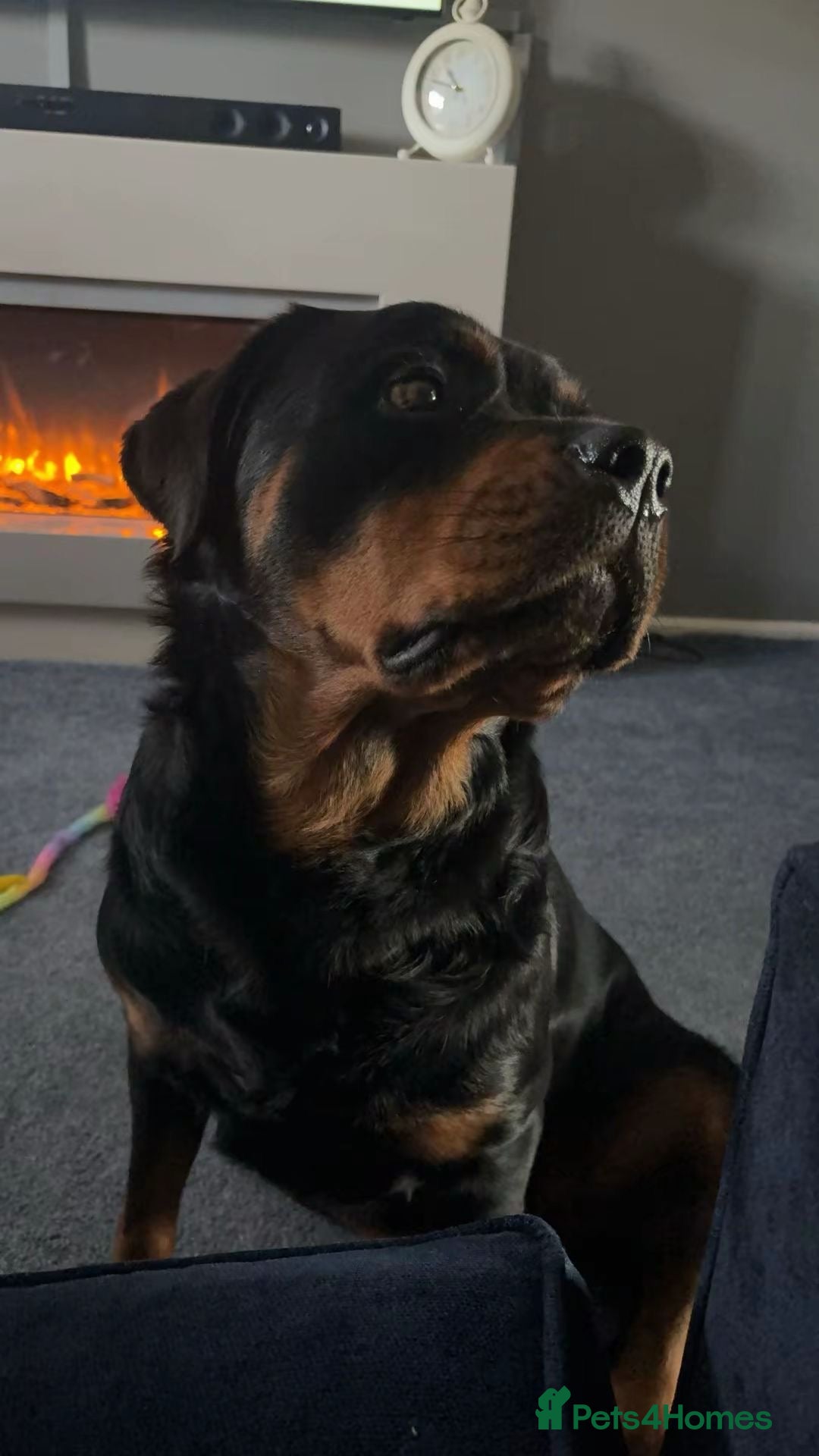 Rottweiler dogs World champion bloodlines 1 girl available  - Advert 6