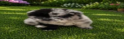 Chow Chow dogs for sale: Puppies chows looking for their forever homes. - Advert 7