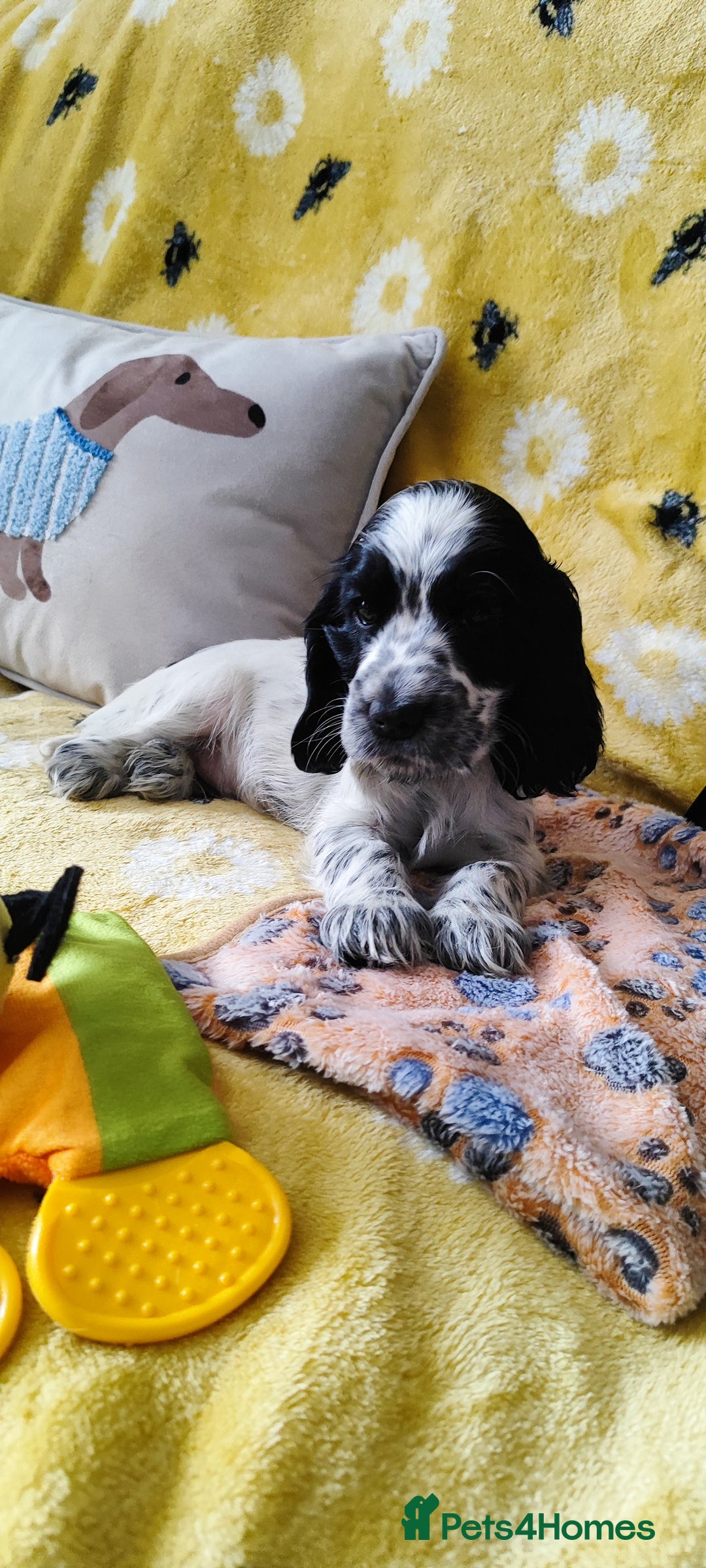 Cocker Spaniel dogs for sale: KC English Show Type Cocker Spaniel Puppies  - Image 4