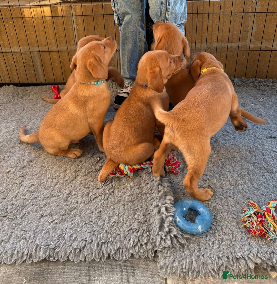 Labrador Retriever dogs for sale: Fox Red Labrador puppies Fully KC registered  - Image 10