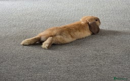 Mini Lop rabbits for sale: Gorgeous loving baby mini lop - Image 3