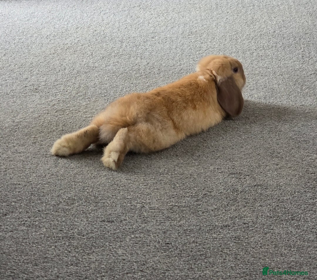 Mini Lop rabbits for sale: Gorgeous loving baby mini lop - Image 3