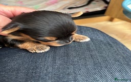 Yorkshire Terrier dogs for sale: Yorkshire terriers - Image 10