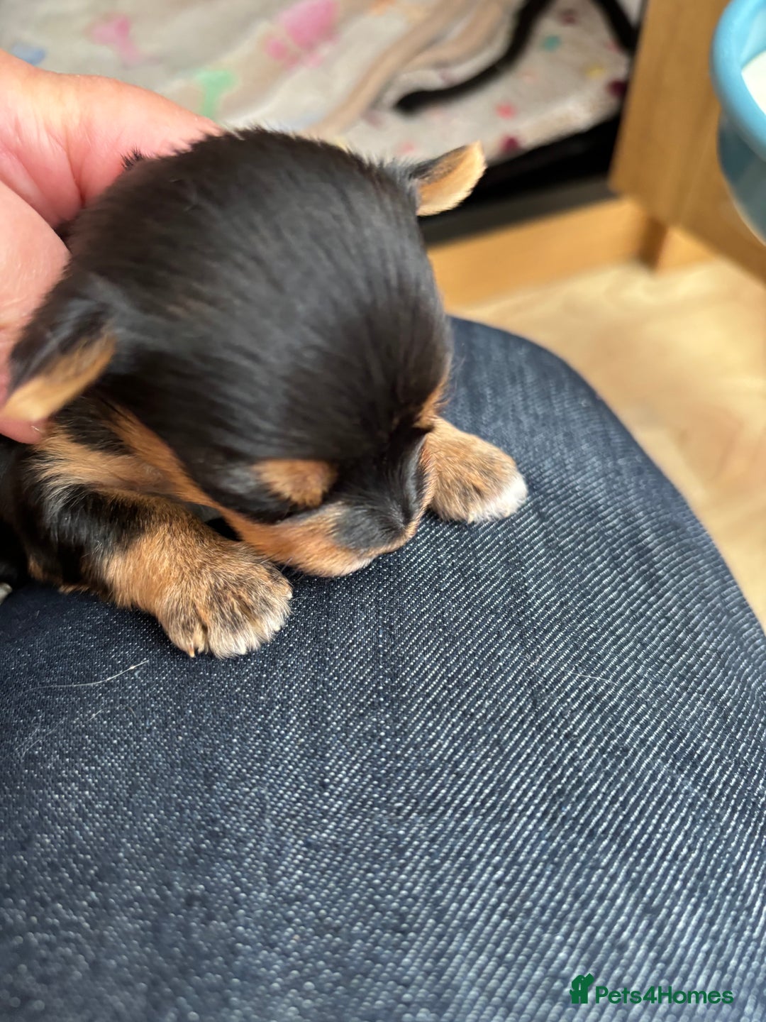 Yorkshire Terrier dogs for sale: Yorkshire terriers - Image 10