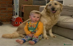 Golden Retriever dogs for sale: One in a million KC Golden Retriever H/Tested!!  - Image 5