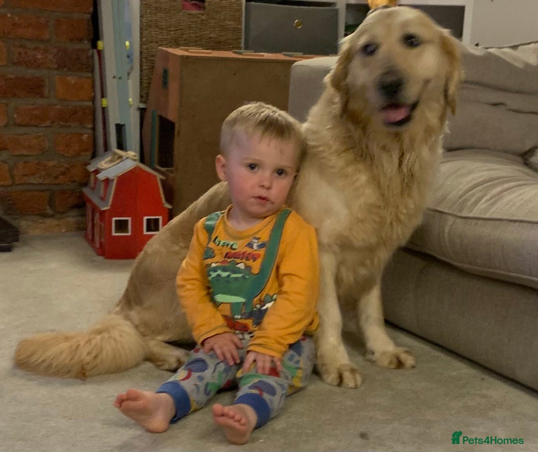 Golden Retriever dogs for sale: One in a million KC Golden Retriever H/Tested!!  - Image 5