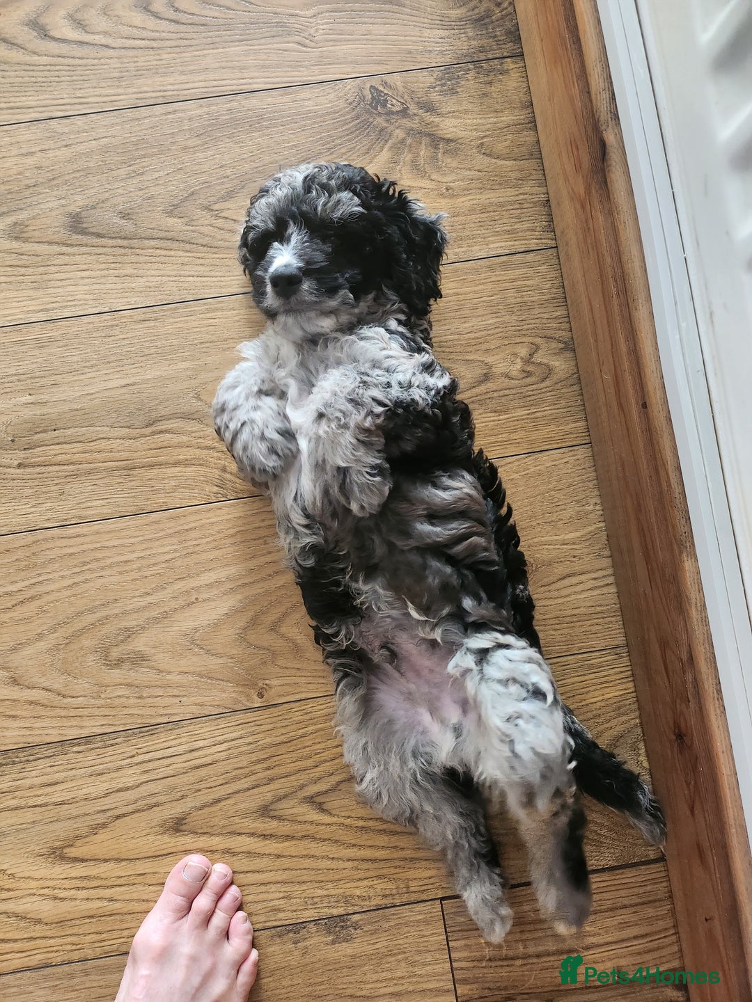 Cockapoo dogs for sale: Stunning Merle Cockapoo - Image 3