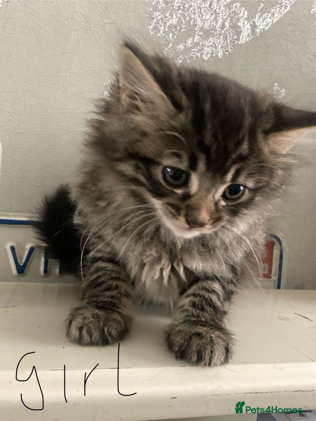 Mixed Breed cats for sale: Tabby and grey kittens  - Image 12