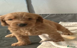 Cockapoo dogs for sale: Boys cockerpoo puppies - Advert 9