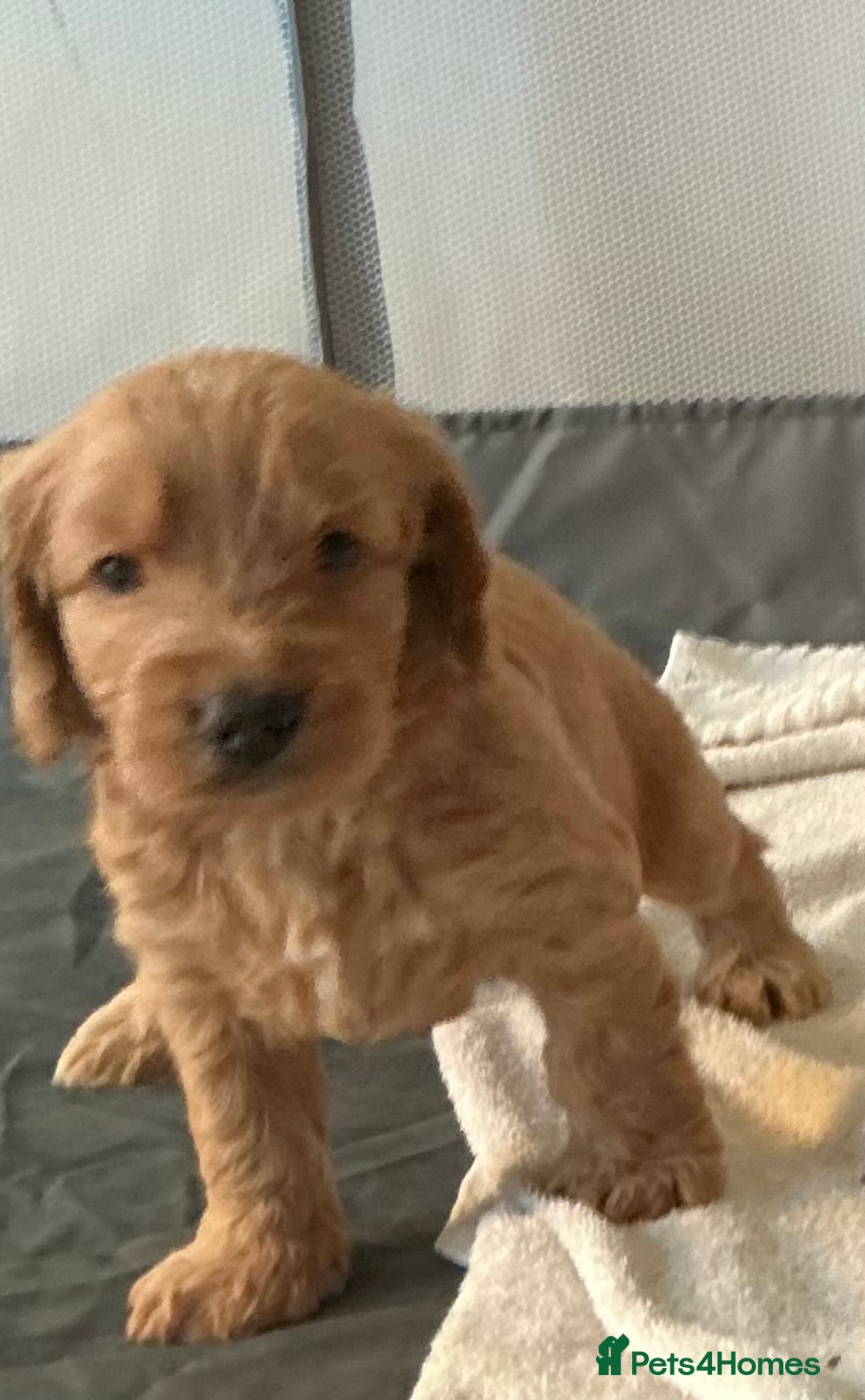 Cockapoo dogs for sale: Boys cockerpoo puppies - Advert 9