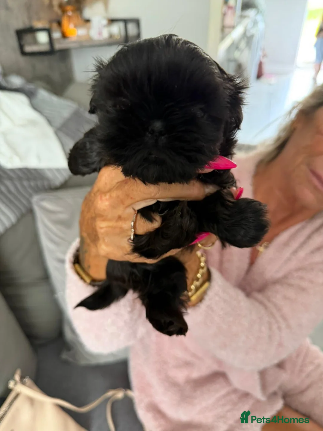 Shih Tzu dogs for sale: Shihtzu babies - Advert 20