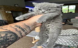 British Shorthair cats for sale: 3 beautiful British shorthairs  - Image 6