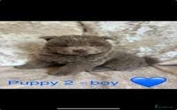 Chow Chow dogs for sale: REDUCED £750 stunning chow chow puppies - Image 6