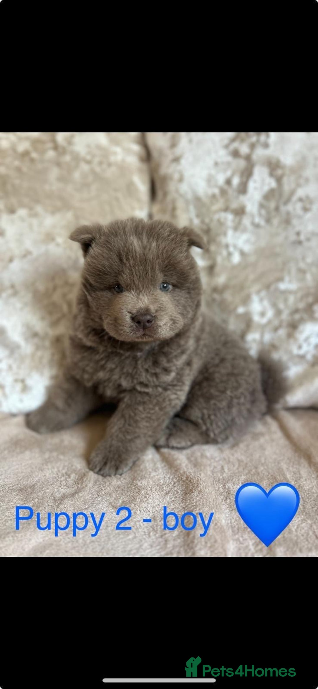 Chow Chow dogs for sale: REDUCED £750 stunning chow chow puppies - Image 6