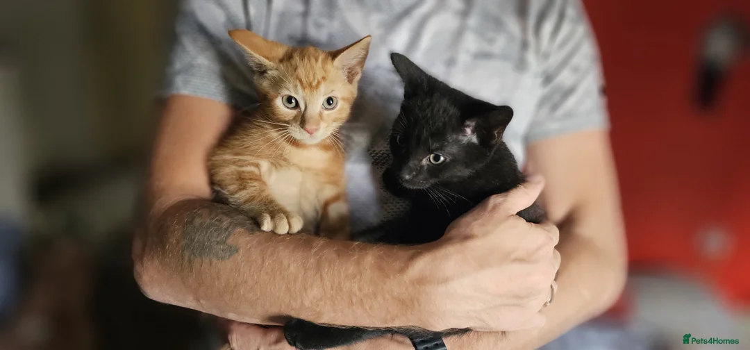 Mixed Breed cats for sale: 5 adorable kittens are ready for new homes - Advert 2