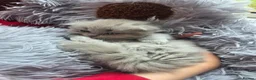 British Longhair cats for sale: Kittens lilack, blue fluffy boys, Scottish fold  - Advert 34