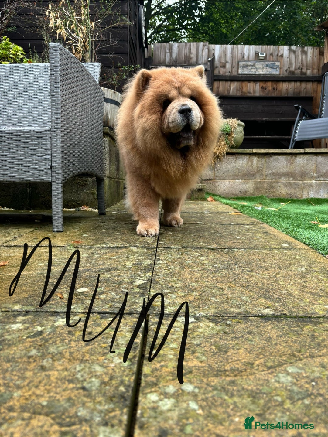 Chow Chow dogs for sale: Champion pedigree chow chow puppies in Northampton - Image 14