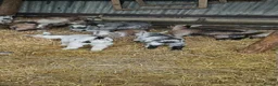 Goats livestock for sale: Female Pygmy Goat Kids - Advert 4