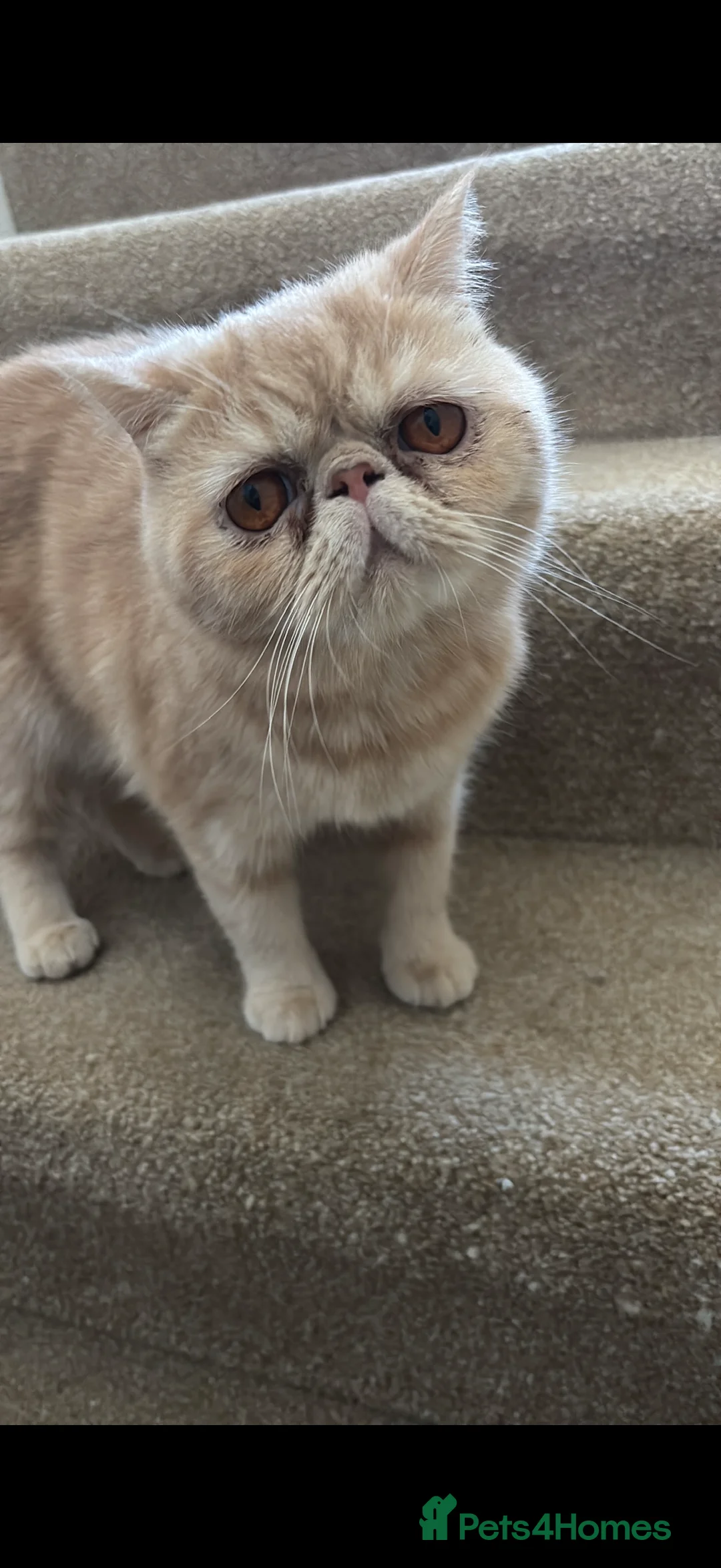 Persian cats for sale: Exotic short haired Persian  - Advert 2