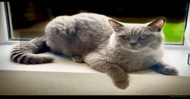 British Shorthair cats - Advert 5