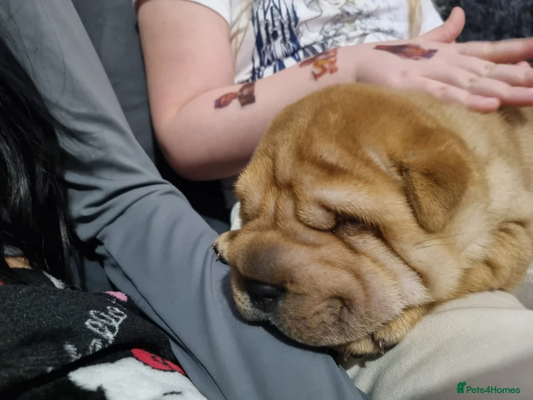 Shar Pei dogs for sale: Puppy for sale  - Advert 14