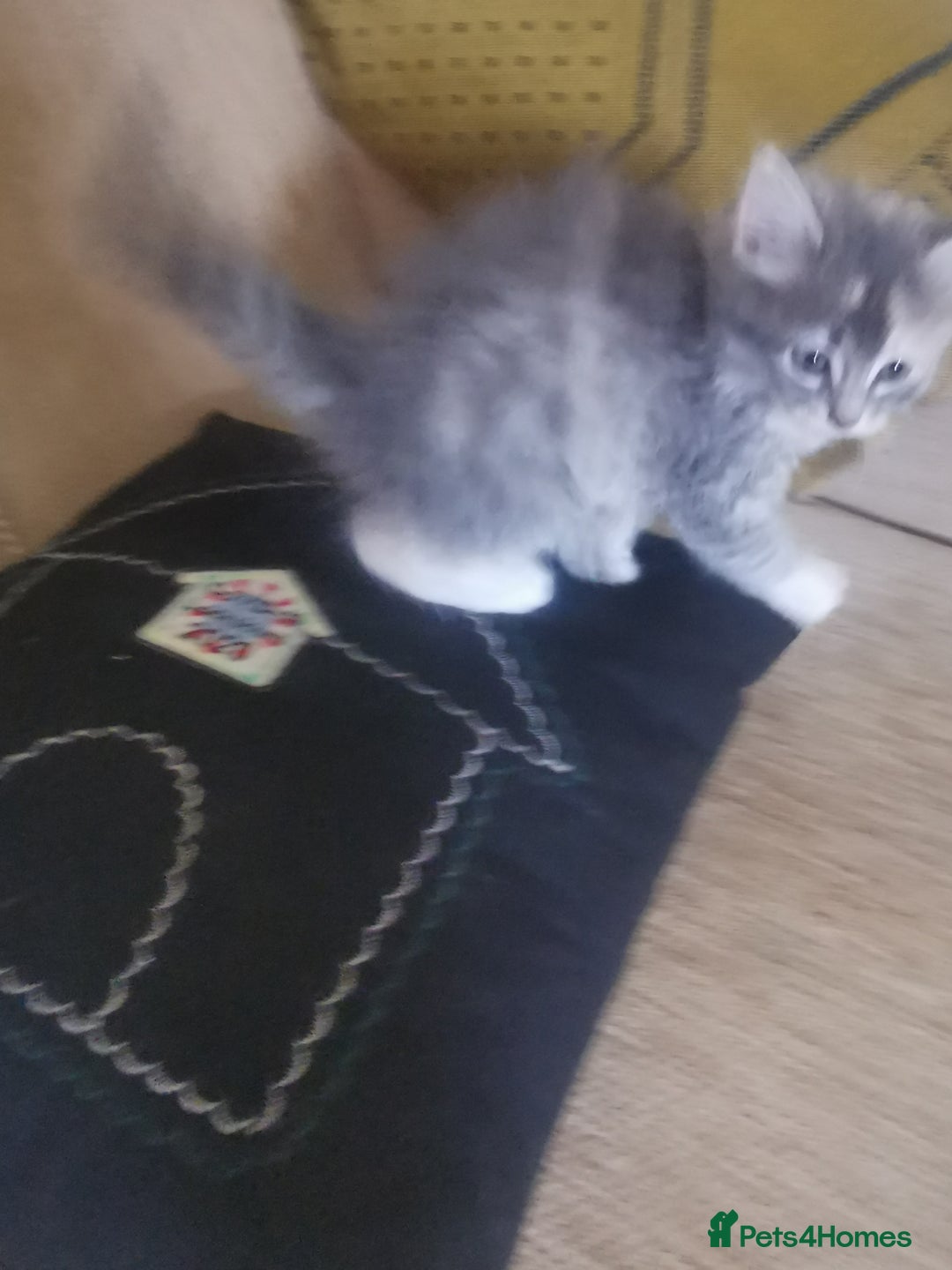 Ragdoll cats for sale: Beautiful ragdolls mix females kittens for sale - Image 2