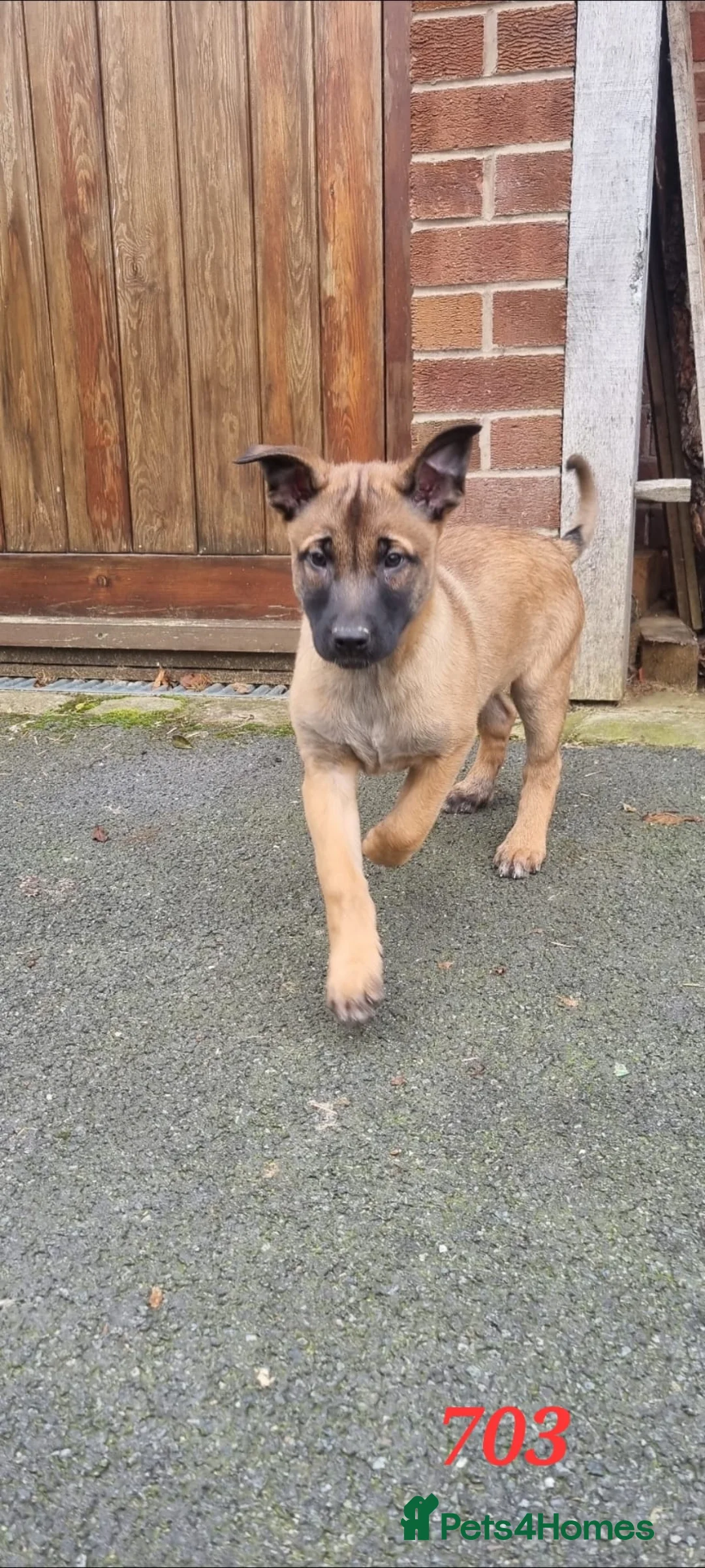 Belgian Shepherd Dog dogs for sale: Lorocmor Luna and Lorockmor Butch pups for sale  - Advert 5