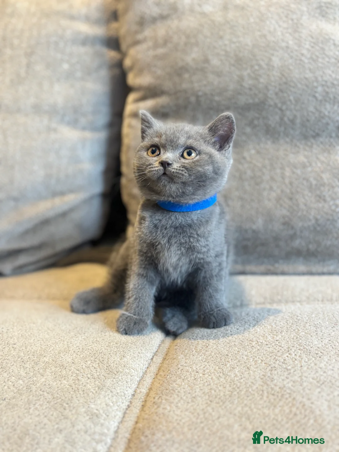 British Shorthair cats for sale: 💙🥇GCCF Pedigree British Shorthair - Advert 24