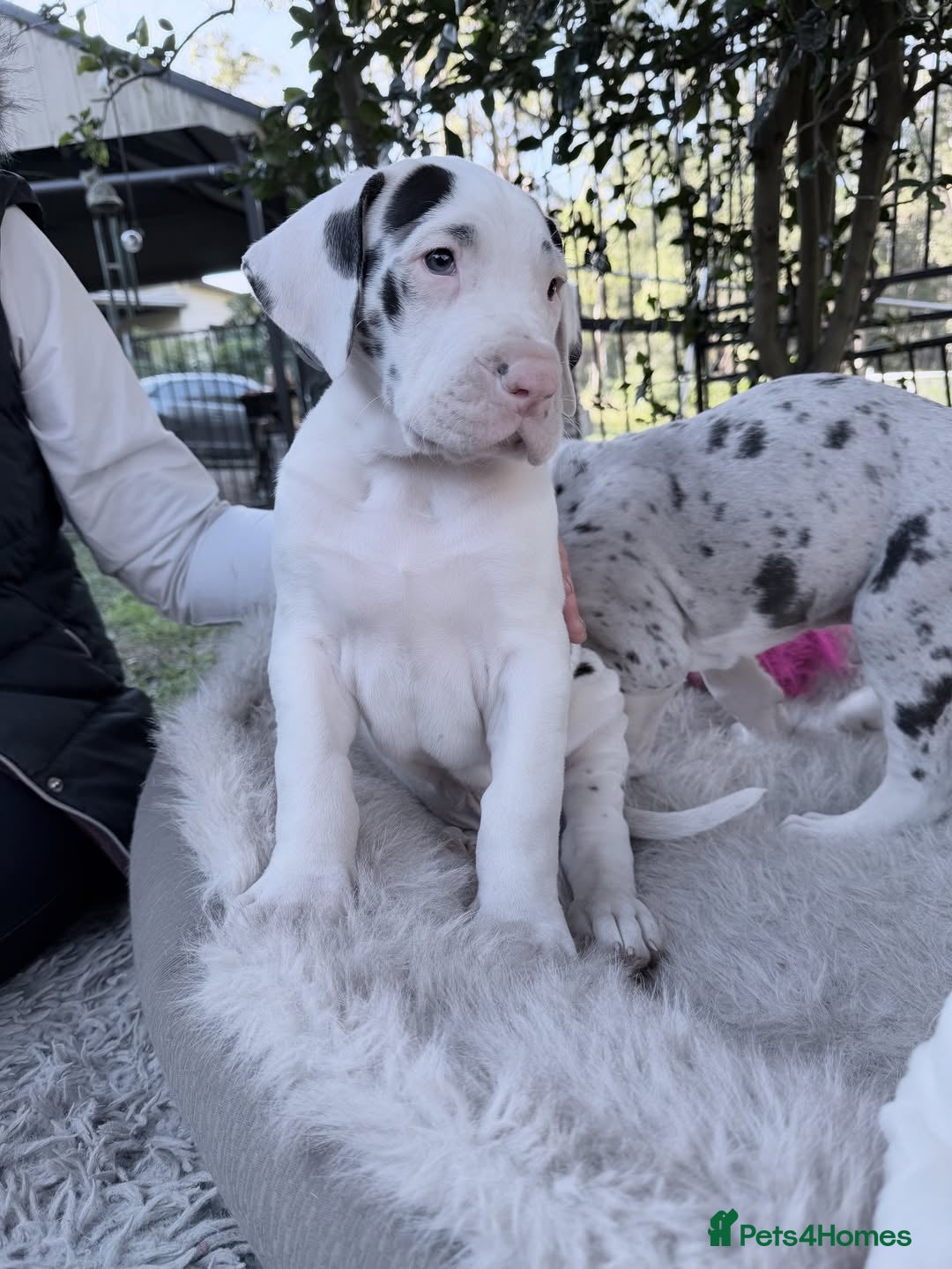 Great Dane dogs for sale: Great Danes Available–Gentle Giants in the Making - Advert 18