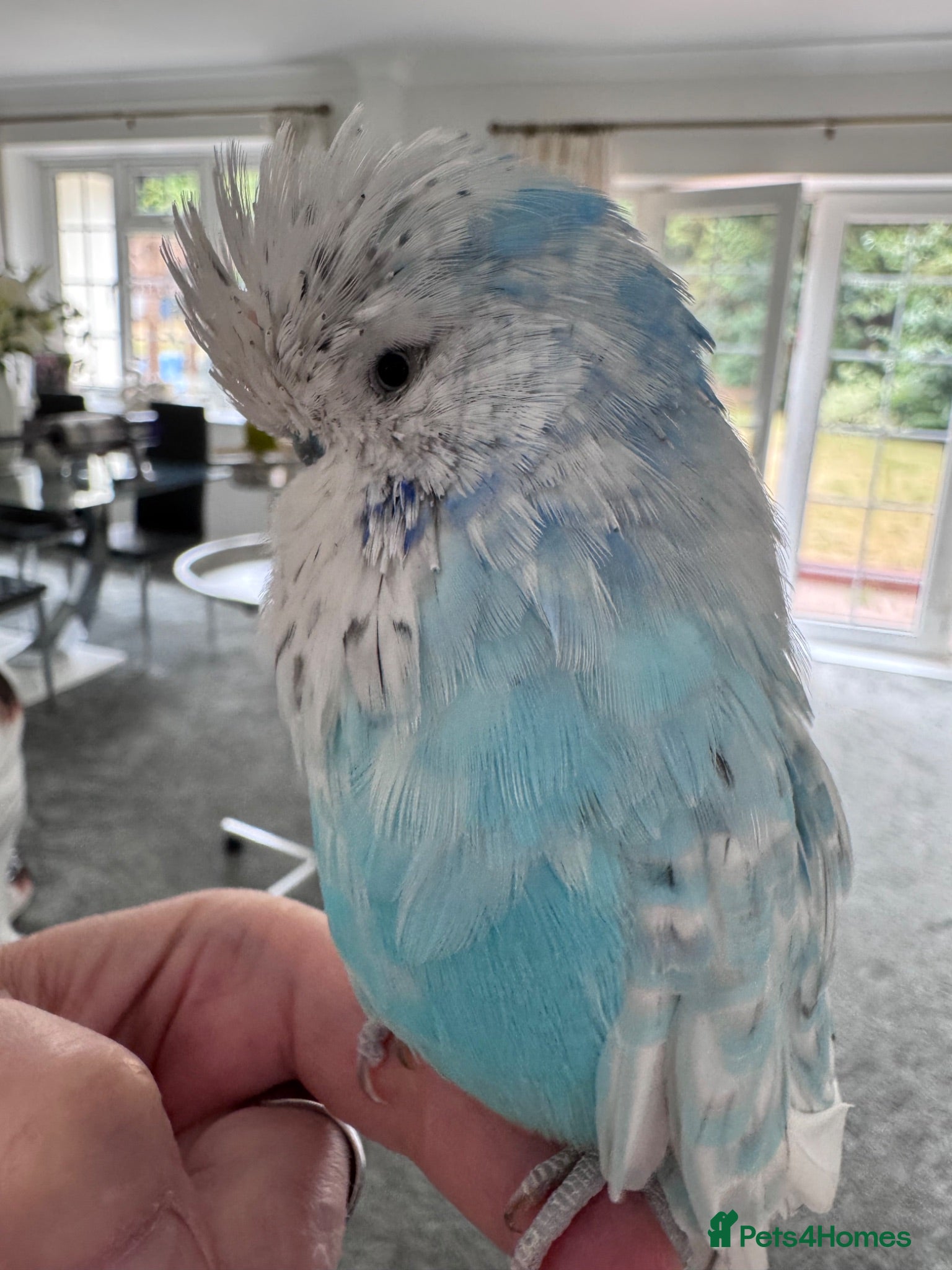 Budgerigars birds Rare Hand Reared Exhibition Budgie - Advert 12