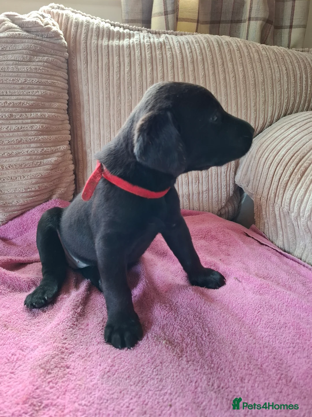 Labrador Retriever dogs for sale: LABRADOR PUPPIES FOR SALE  - Advert 11
