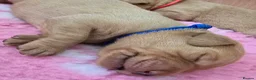 Labrador Retriever dogs for sale: Kc Registered Fox Red Labradors - Champion Lines - Advert 9