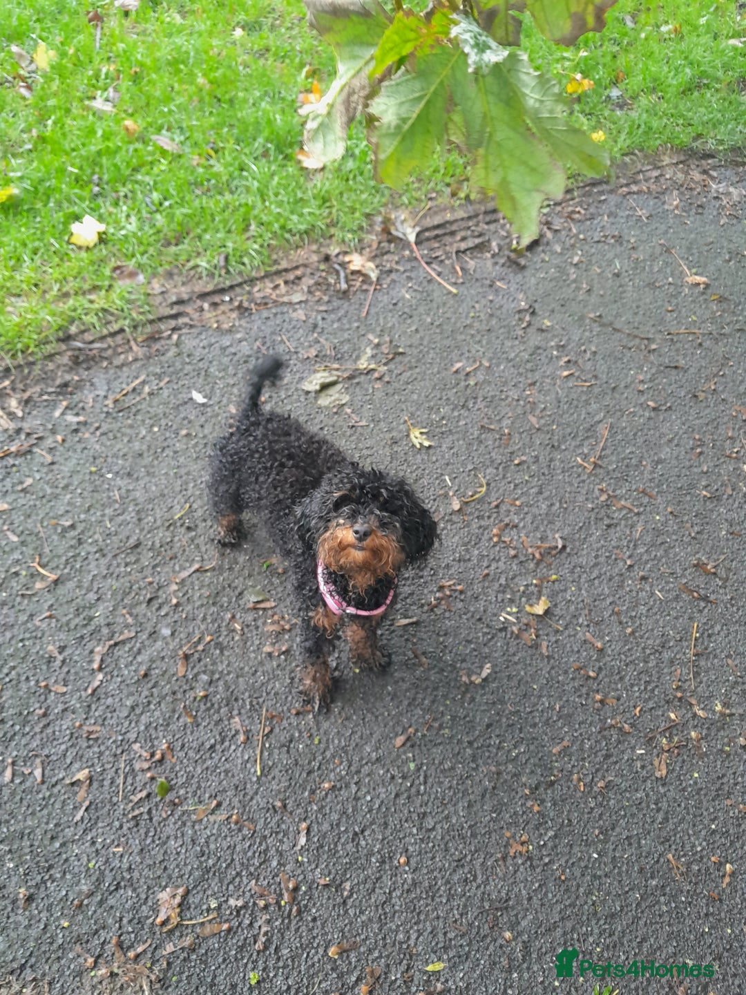 Toy Poodle dogs for sale: Toy poodle puppy  - Image 6