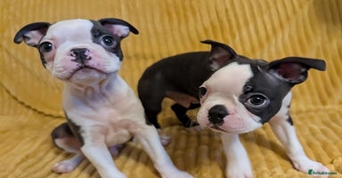 Boston Terrier dogs - Advert 5