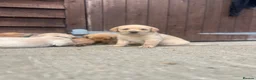 Labrador Retriever dogs for sale: Beautiful Black/yellow/Red Labrador Puppies - Advert 16
