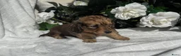 Miniature Dachshund dogs for sale: STUNNING KC LONG HAIRED MINIATURE DACHSHUND PUPS💕 - Advert 10