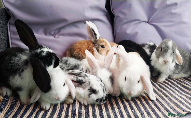 Mini Lop rabbits - Advert 3